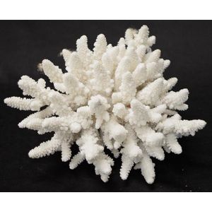 White Coral Finger Coral Vintage Coral Specimen Shell -  UK