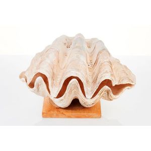 Giant clam shell, Tridacna Gigas, with wooden base, height 24…