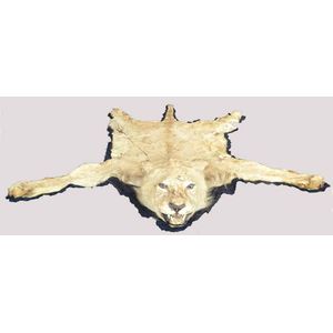 A taxidermy lioness pelt with mounted head, early 20th century…