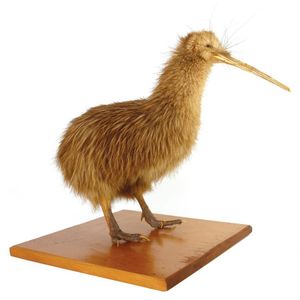 A vintage taxidermy kiwi, in good condition with long hairs…