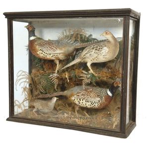 A turn-of-the-century diorama, featuring pheasants in a natural…