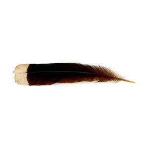 A full huia tail feather, traditional white tip. Length 20.5 cm.…