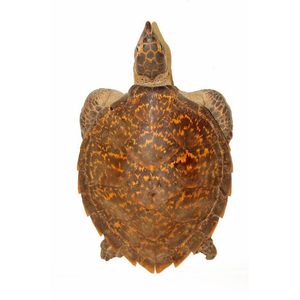 A vintage taxidermy turtle, the shell in good condition,…