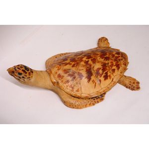 A vintage full mount turtle specimen, modelled with head raised,…
