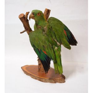 A vintage taxidermy green parrot, mounted upon a branch section…
