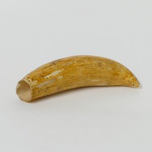 An old Fijian tabua (sperm whale tooth), fine holes to either…