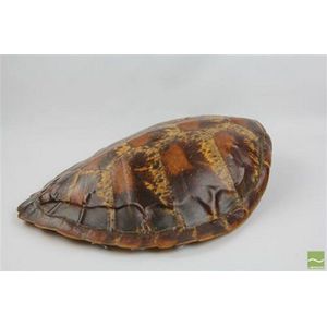 50 cm Green Sea Turtle Shell with Teardrop Carapace - Natural History ...