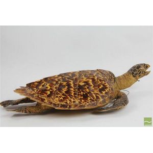Taxidermy Hawksbill turtle Whole animal example, still…