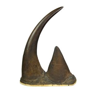 A rare African double-rhinoceros horn, pre-1950, from a black…