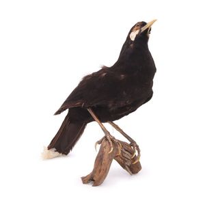 A rare taxidermy huia bird, displayed perched on a branch.…