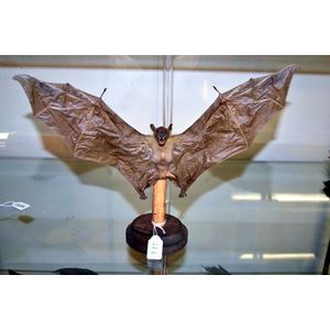 Transylvanian Vampire bat specimen taxidermy with open wing…