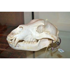 Rare alaskan grizzly bear skull with tag/permit attached,…