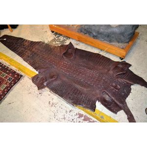 Tanned taxidermy crocodile skin with tag/permit attached,…