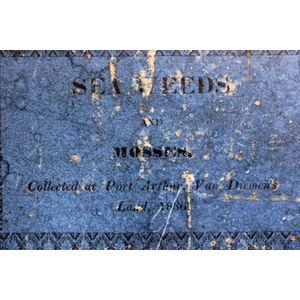 Early Tasmanian album with samples of seaweed and mosses,…