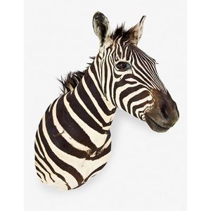 Rare taxidermy zebra, head and shoulder mount. Length 90 cm