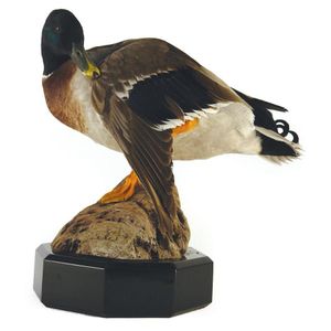 A good taxidermy model of a mallard duck, he stands on his…