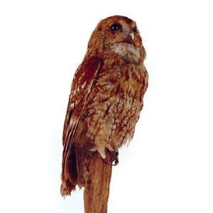 A taxidermy barn owl, perched upon a branch section with head…