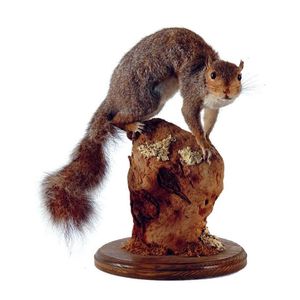 A taxidermy English grey squirrel, standing alert, on a tree…