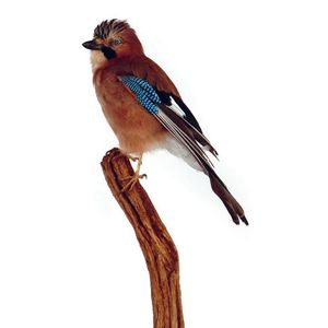 A taxidermy woodland jay (bird), dominant mushroom tone plumage,…