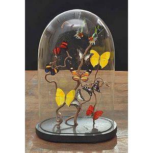 Diorama of butterfly specimens under glass dome, 43 cm high
