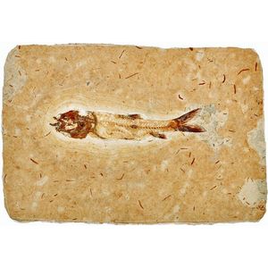 Fossil Fish, Dastilbe from the late Cretaceous period, located…
