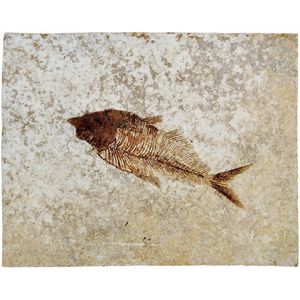Fossil Fish, Diplomystus dentatus from the Eocene period…