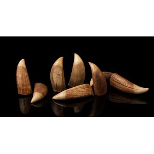 Eight antique sperm whale teeth, 19th century, the tallest 14…