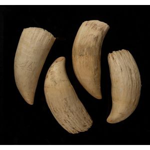 Four sperm whale teeth, 19th century, the largest 19 cm high