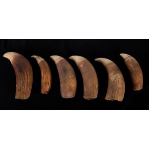 Six antique sperm whale teeth, 19th century, the largest 13 cm…