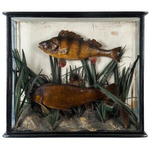 An antique fish diorama in glass case, 19th century, 59 cm high,…