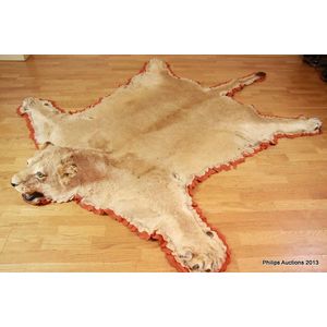 An antique lion skin rug (Panthera Leo), late 19th century, a…