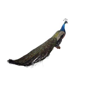 A taxidermy peacock mounted on a branch, height 80 cm, width 38…