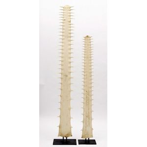 Pair of sawfish rostrum, mounted on stand (2). Height 149 cm,…