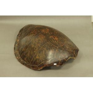 A large tortoise shell carapace with all sections intact.…