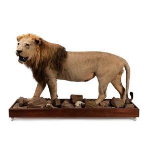 A full mounted taxidermy male African lion, 20th century 128 cm…