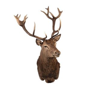A taxidermy shoulder mounted red deer, 20th century 138 cm high,…