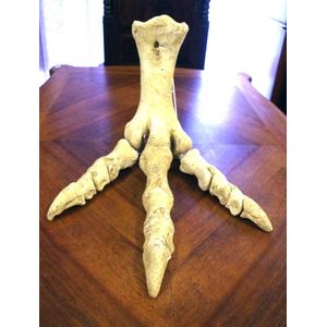 Extinct Moa (New Zealand) foot bones, together with photograph…