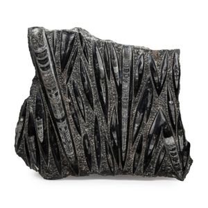 An Orthoceras fossil plaque, orthoceras was an ancient mollusc,…