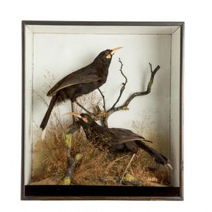 Pair of rare cased huia, in superb condition with both male and…