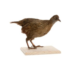Chatham Island Weka, standing on custom made base, with typical…