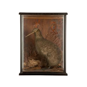Cased kiwi, set in foliage with original case. Height 51 cm.…