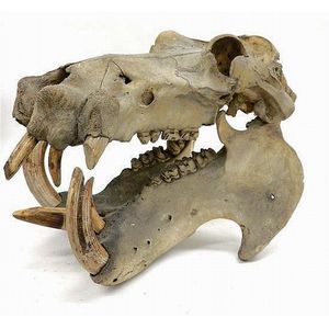 A large hippotamus skull, circa 1900 missing five teeth and…