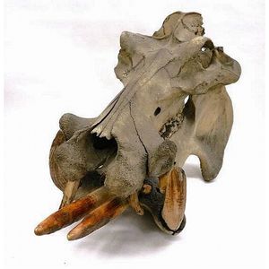 A large hippotamus skull cicra 1900 missing three teeth and…