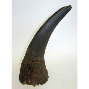 An early 20th century rhinoceros horn approximately 58 cm along…