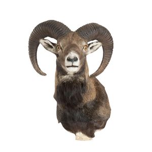 A taxidermy European mountain goat, early to mid 20th century,…