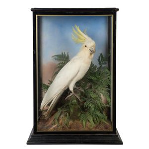 Lot - Victorian Taxidermy Group of Exotic Birds