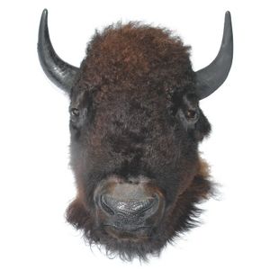 An American buffalo taxidermy head mount, natural dark woolly…