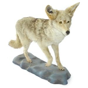 A full taxidermy coyote, natural pale tones with black…