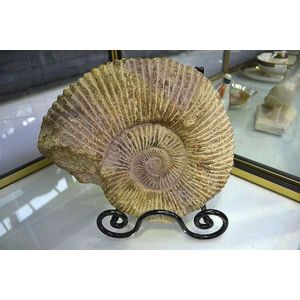 Large fossil ammonite, Morocco, 30 million years old on stand,…