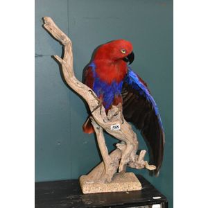 19th circa taxidermy Electus parrot, full body specimen perched…